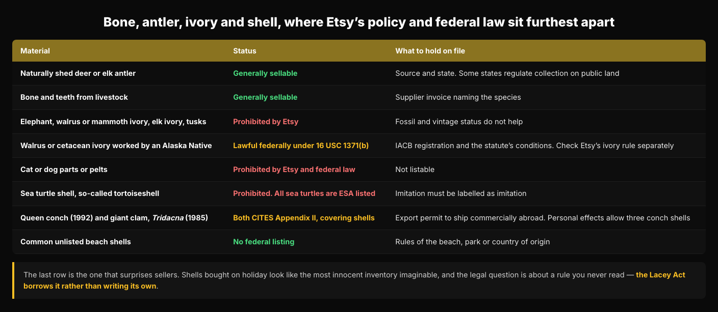 Table headed Bone, antler, ivory and shell, where Etsy policy and federal law sit furthest apart. Naturally shed deer or elk antler and bone and teeth from livestock are generally sellable with the source or a supplier invoice on file. Elephant, walrus and mammoth ivory, elk ivory and tusks are prohibited by Etsy, with fossil and vintage status no help. Walrus or cetacean ivory worked by an Alaska Native is lawful federally under 16 USC 1371(b). Cat or dog parts or pelts are prohibited by Etsy and federal law. Sea turtle shell is prohibited because all sea turtles are ESA listed. Queen conch and giant clam are both CITES Appendix II, covering the shells. Common unlisted beach shells carry no federal listing