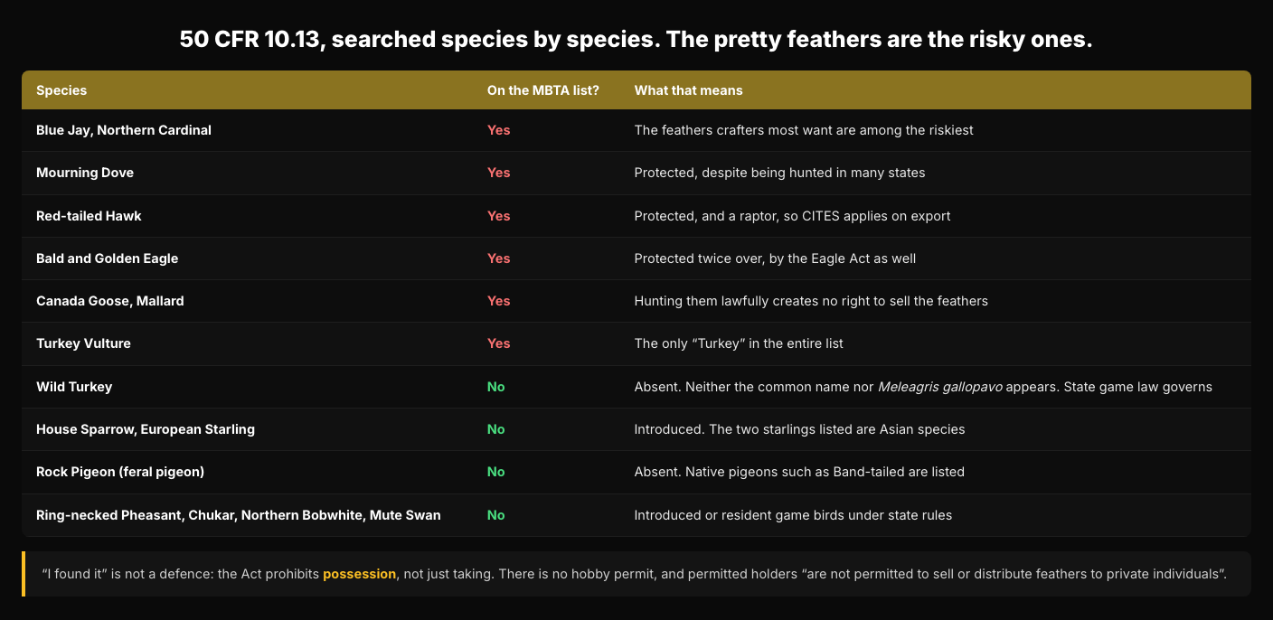 Table headed 50 CFR 10.13, searched species by species. Blue Jay and Northern Cardinal are on the list, Mourning Dove is on it despite being hunted in many states, Red-tailed Hawk is on it and is also a raptor so CITES applies on export, Bald and Golden Eagle are protected twice over, Canada Goose and Mallard are on it so hunting them lawfully creates no right to sell the feathers, and Turkey Vulture is the only Turkey in the entire list. Wild Turkey is absent, as are House Sparrow and European Starling, Rock Pigeon, Ring-necked Pheasant, Chukar, Northern Bobwhite and Mute Swan